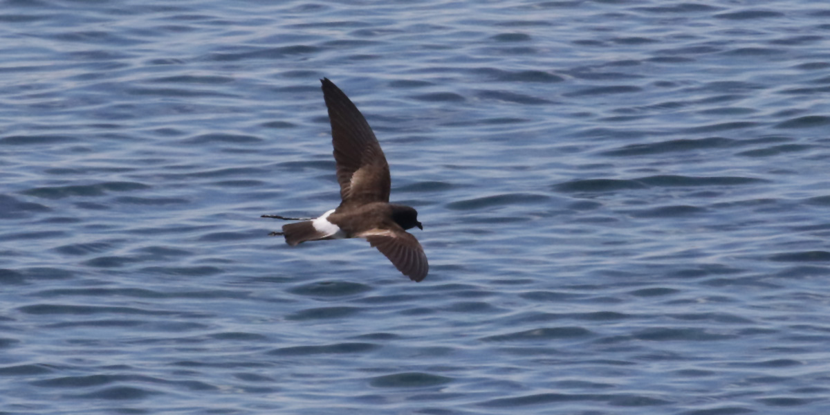 Strompetrel